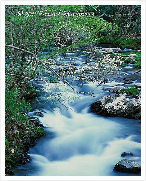 450748 Dogwoods along the Middle prong of the Little River GSMNP